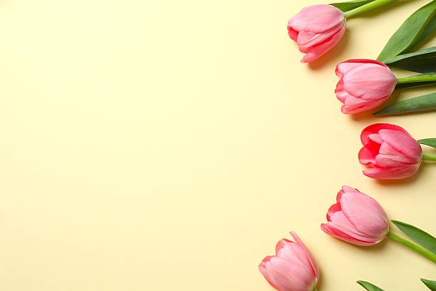 istock Beautiful fresh pink tulips on color background 2253456713