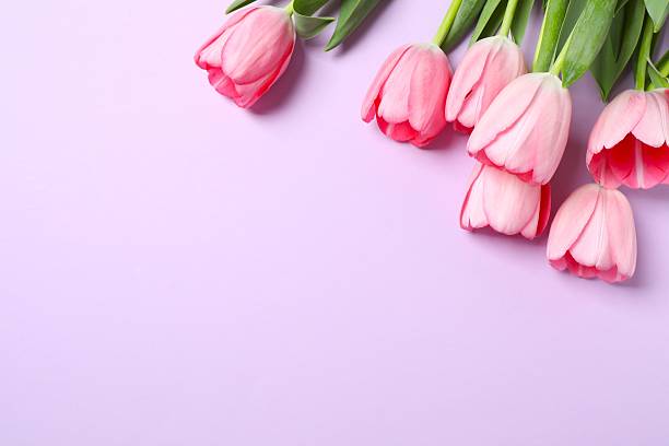 istock Beautiful fresh pink tulips on color background 2253456734
