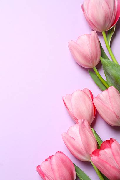 istock Beautiful fresh pink tulips on color background 2253456741