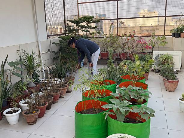 A lady working on plantation done in pots at the terrace on the house