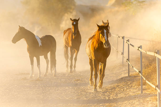 A group of wild horses standing in a dusty paddock during sunrise in Cappadocia, Turkey. The morning mist, soft golden light, and iconic fairy chimneys create a surreal and cinematic atmosphere. Hot air balloons floating in the clear sky complete the dreamy Anatolian landscape.