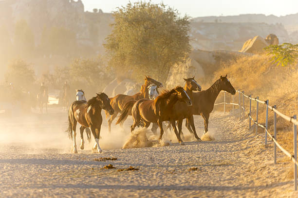 A group of wild horses standing in a dusty paddock during sunrise in Cappadocia, Turkey. The morning mist, soft golden light, and iconic fairy chimneys create a surreal and cinematic atmosphere. Hot air balloons floating in the clear sky complete the dreamy Anatolian landscape.