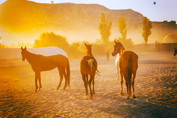 A group of wild horses standing in a dusty paddock during sunrise in Cappadocia, Turkey. The morning mist, soft golden light, and iconic fairy chimneys create a surreal and cinematic atmosphere. Hot air balloons floating in the clear sky complete the dreamy Anatolian landscape.