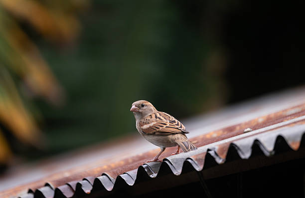 istock A house sparrow (Passer domesticus) sitting on a tin roof. 2253457476