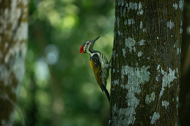 istock A closeup of a black-rumped flameback (Dynopium benghalense) on a tree in the forest. 2253457569