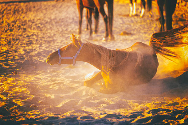 An Arab woman riding her horse