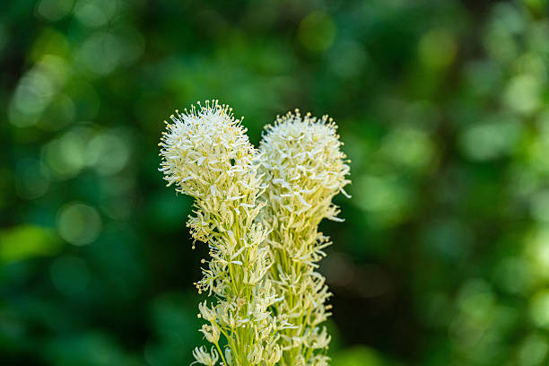 An abstract image or background of phyteuma spicatum, the spiked rampion, is a herbaceous perennial plant in the family Campanulaceae
