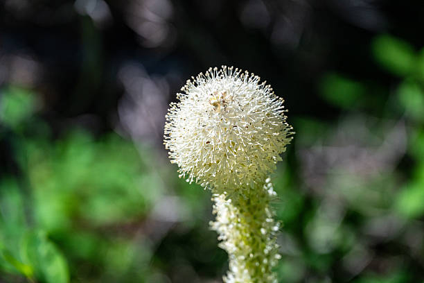 An abstract image or background of phyteuma spicatum, the spiked rampion, is a herbaceous perennial plant in the family Campanulaceae