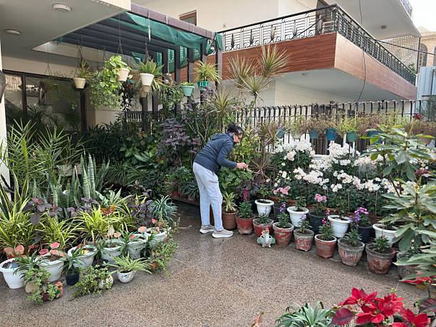 A lady taking care of flowering plants in the garden in the house