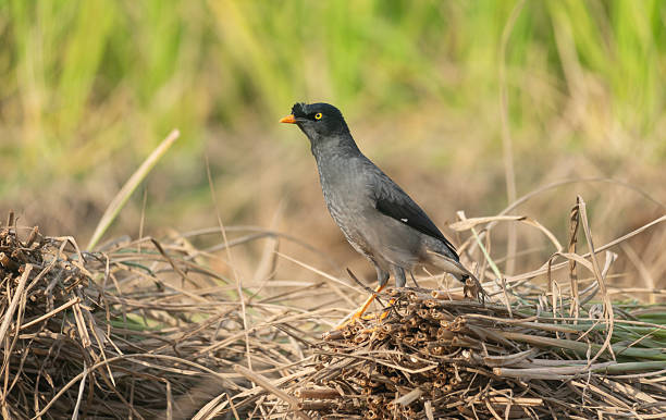 istock Jungle myna (Acridotheres fuscus) in a rice field. 2253457982