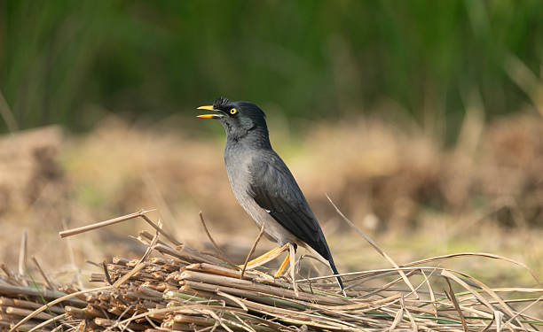 istock Jungle myna (Acridotheres fuscus) in a rice field. 2253457996