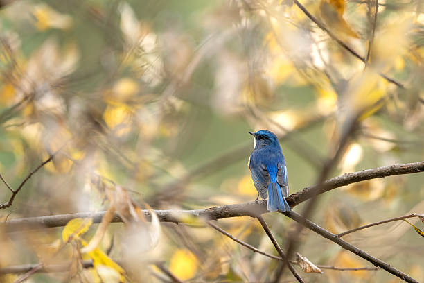 A male Himalayan Bluetail (Tarsiger rufilatus) perched on a mossy branch. Its electric blue upperparts and bright orange flanks are illuminated by soft forest light.