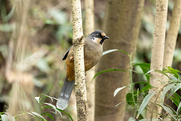 The Intricate Resident: Variegated Laughingthrush Close-up