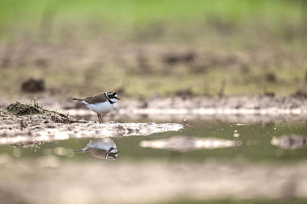 istock Little Ringed plover with reflection water in morning 2253459742