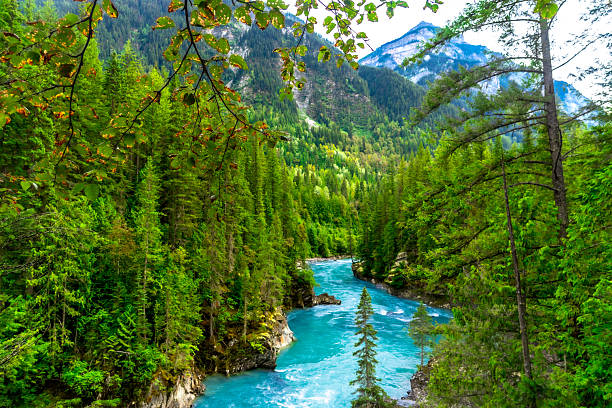 Breathtaking view of the turquoise fraser river winding through the lush green forests of mount robson provincial park in british columbia, canada, a pristine natural wonder