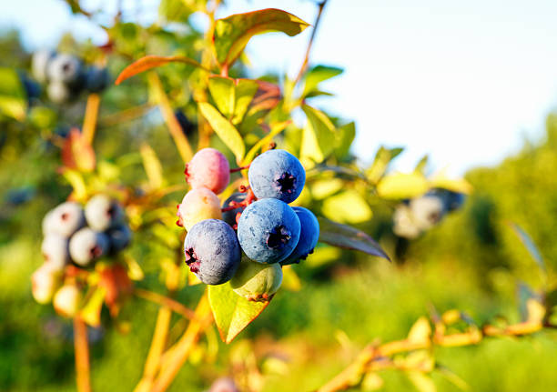 Blueberry bush on bright sunny sky background. Blueberries ripening on farm. Blueberries hang on shrub branch while ripening. Fresh blueberrys on branch on sunset. Sweet blue berry on berry farm.