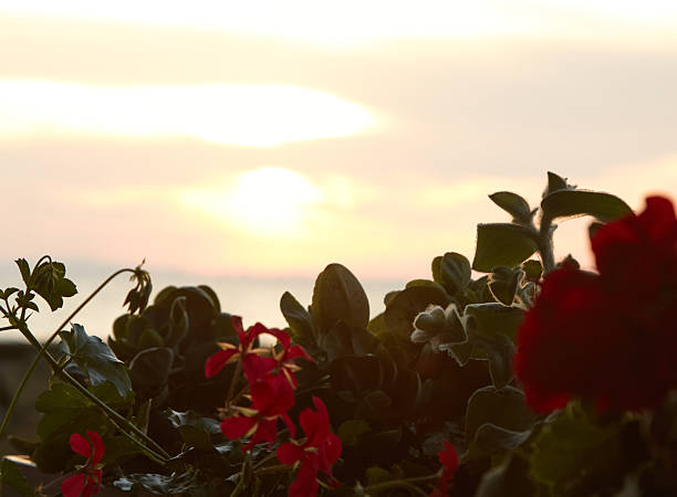 Colorful geranium flowers are prominently displayed in the foreground, while a soft sunset glow creates a tranquil ambiance in the background, highlighting nature's charm with copyspace