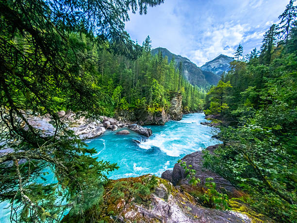 The turquoise water of the fraser river flows through a lush green forest in mount robson provincial park, british columbia, canada, creating a breathtaking natural landscape