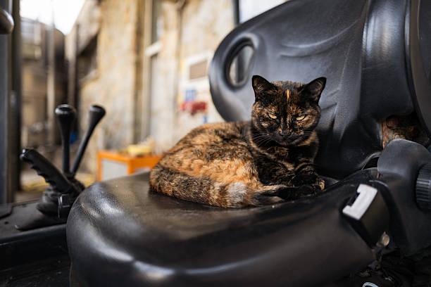 Tortoiseshell cat resting on a worn chair inside a workshop or garage, illuminated by natural light. The relaxed domestic cat lies comfortably in an industrial environment, creating a contrast between softness and rough surroundings. Concept of rural life, craftsmanship spaces, and everyday calm moments.