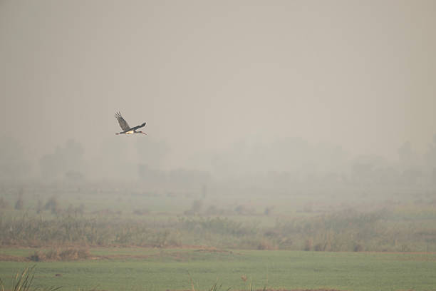 Detailed view of a Black Stork emerging from the mist. The cool morning tones and soft focus capture the mysterious essence of this shy forest-dwelling species.