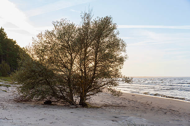 istock Solitary tree growing on sandy sea beach at sunset 2253462093