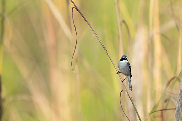 istock The Slate Sentinel: Male Grey Bush Chat on a Branch 2253462178