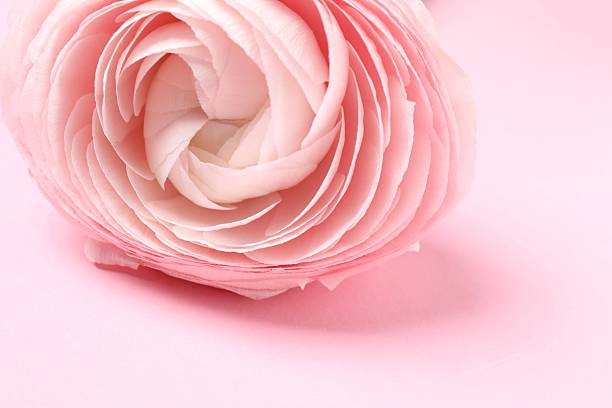 istock Beautiful fresh ranunculus on a pink background 2253462472