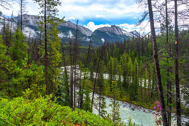 Sunwapta river meandering through the lush green forest of jasper national park in alberta, canada, with snow-capped mountains in the background under a cloudy sky
