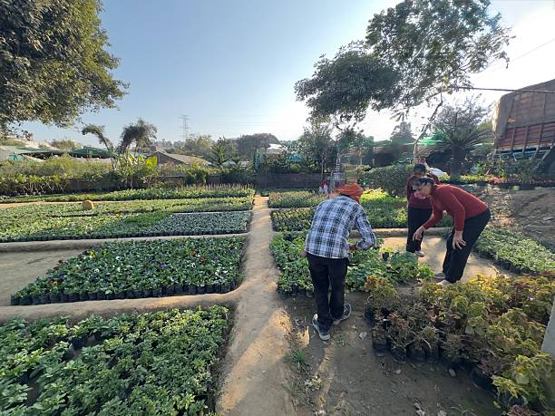 A lady getting tips about growing plants from a Gardner in a Plant Nursery