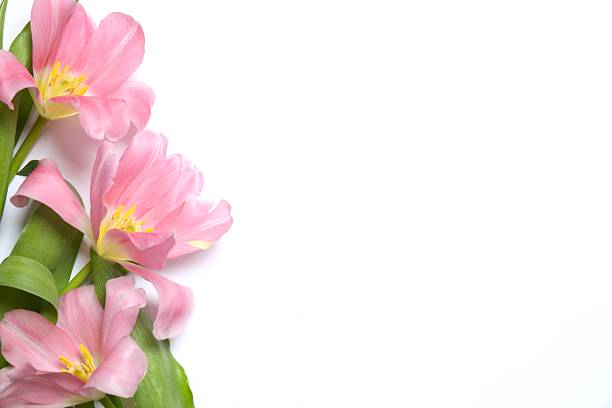 Beautiful fresh tulips on white background