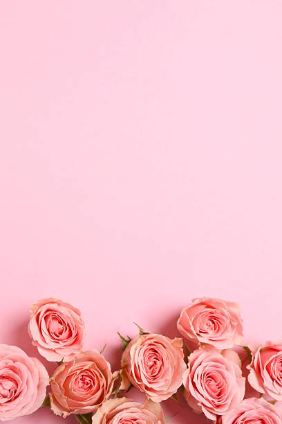 istock Beautiful pink peony roses on a color background 2253463239