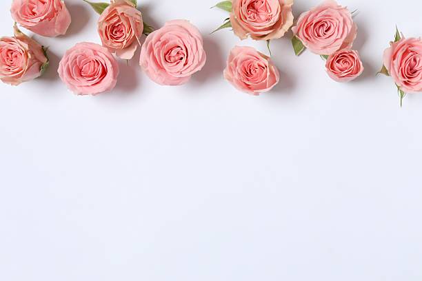 istock Beautiful pink peony roses on white background 2253463256