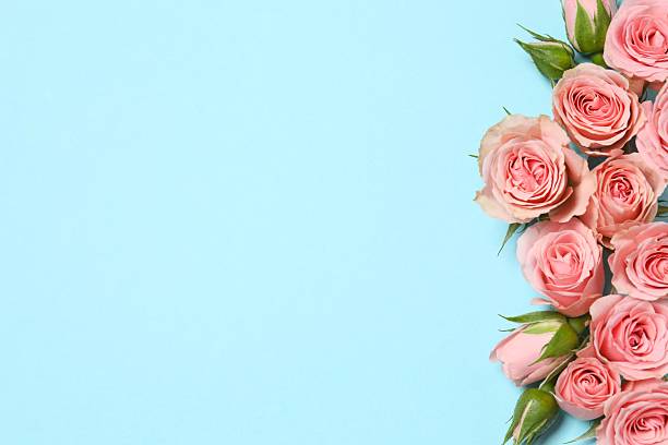 istock Beautiful pink peony roses on a color background 2253463258