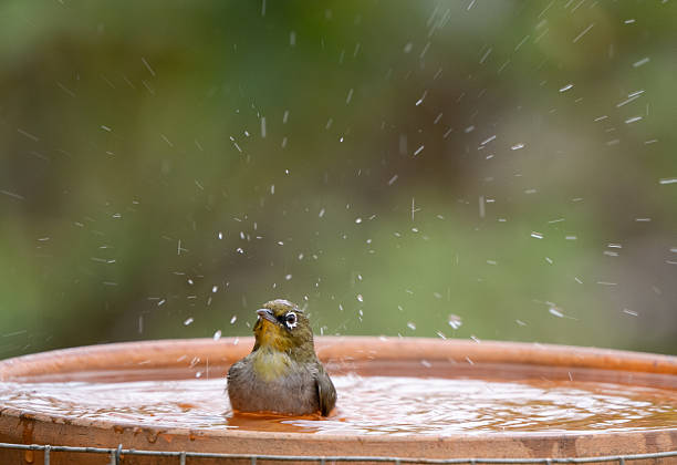 istock Cape White Eye (Zosterops virens) bird bathes in a bird bath 2253463470