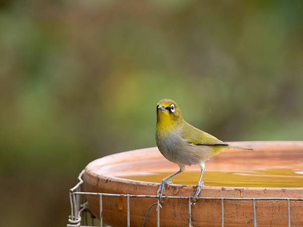 istock Cape White Eye (Zosterops virens) bird bathes in a bird bath 2253463472