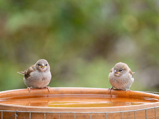 New Holland Honeyeaters (Phylidonyris novaehollandiae) at a bird bath, Narooma, NSW, January 2025