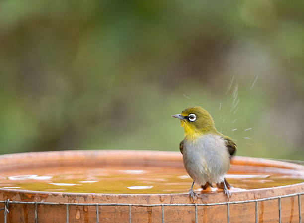 istock Cape White Eye (Zosterops virens) bird bathes in a bird bath 2253463478