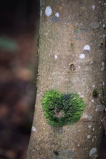green, forest, nature, environment, protection, outdoors, close-up