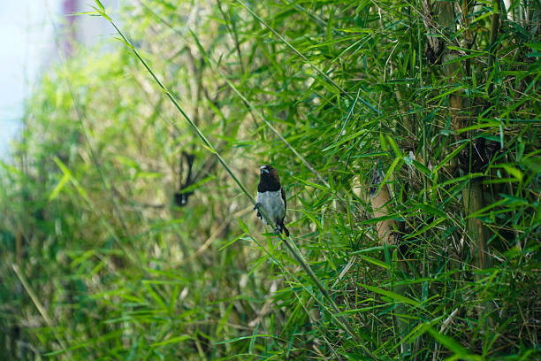 istock Scaly breasted Munia Perching on Bamboo in Lush Green Forest Habitat 2253464200