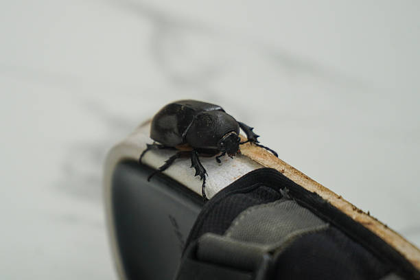 Large black beetle is captured in a close up, carefully navigating the textured surface of a worn sandal The focus highlights its intricate body and powerful legs