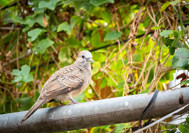 The zebra dove (Geopelia striata) is a small, slender bird native to Southeast Asia, recognized by its fine black-and-white barred plumage. About 20 cm long, it feeds on seeds and small insects and is often seen in gardens and urban areas.