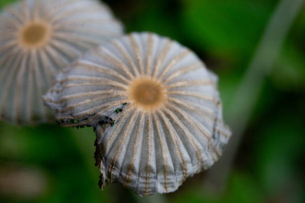 istock Macro photograph of a mushroom. 2253467488