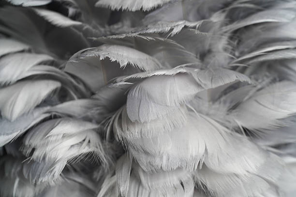 Detailed close up reveals the soft, intricate textures of various grey and white feathers layered together This natural arrangement provides a gentle and abstract background
