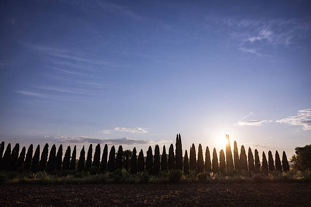 A row of tall cypress trees stands silhouetted against the setting sun behind a freshly plowed field. Warm evening light filters through the trees, creating a calm rural atmosphere that evokes Mediterranean landscapes, agriculture, simplicity, and timeless countryside scenery.