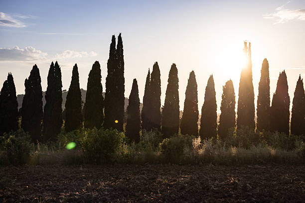 A row of tall cypress trees stands silhouetted against the setting sun behind a freshly plowed field. Warm evening light filters through the trees, creating a calm rural atmosphere that evokes Mediterranean landscapes, agriculture, simplicity, and timeless countryside scenery.