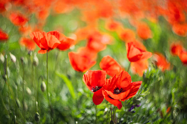 istock Red poppies blooming in a wild meadow 2253468977