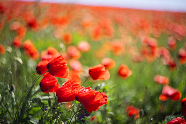Bright red poppies blooming in a green meadow with shallow depth of field and soft natural light. Vibrant spring landscape with wild flowers in the countryside, conveying a calm and peaceful seasonal atmosphere.