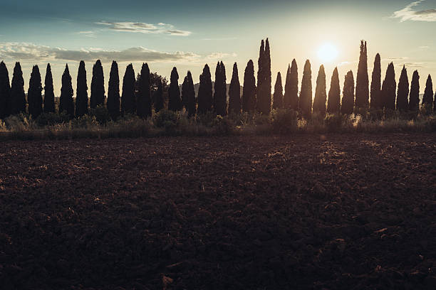A row of tall cypress trees stands silhouetted against the setting sun behind a freshly plowed field. Warm evening light filters through the trees, creating a calm rural atmosphere that evokes Mediterranean landscapes, agriculture, simplicity, and timeless countryside scenery.