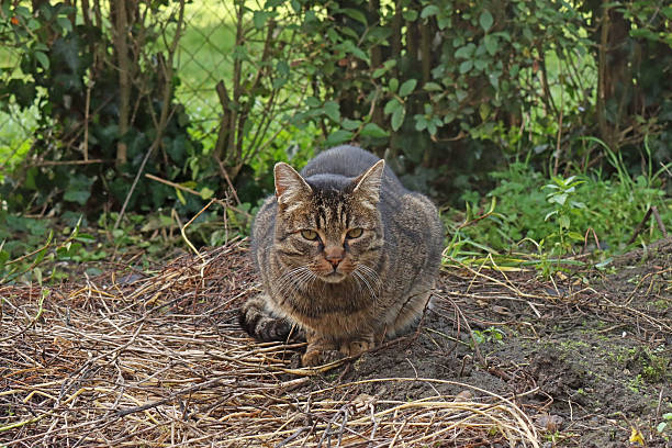 21 december 2025, Yutz, Moselle, Lorraine, Grand Est, France. It's winter. At the back of the house, in the vegetable garden left untended during the winter, a young tabby cat has frozen, lying on its paws, close to the ground. She faces the photographer and stares intently at him. It's the first time she's met him, and she doesn't yet know whether she can approach and trust him or not. In the background, you can see the privet hedge and an old wire fence that mark the boundary of the garden, and beyond that, the neighbor's, which is a meadow.
