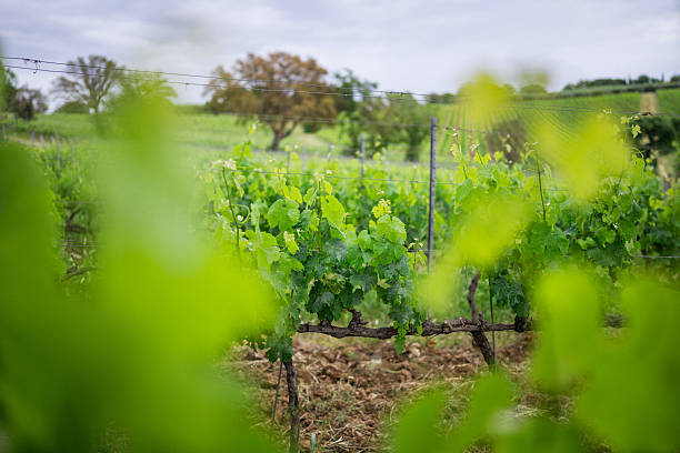 A vineyard captured in late spring under gentle, glowing light. The lush green grapevines stretch upward in soft focus, with tendrils reaching toward a pale sky. The diffused illumination creates a calm and almost dreamlike mood, emphasizing growth, renewal, and the natural beauty of the wine-growing season.